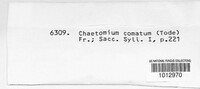 Chaetomium elatum image